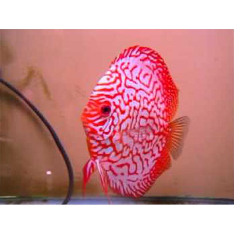 Symphysodon pigeon check board - imagine 3